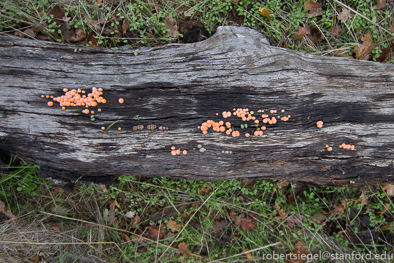 jasper ridge - slime mold